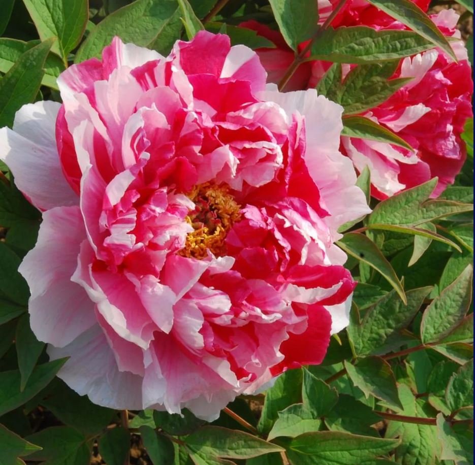 "Shima-Nishiki" large flower Japanese tree peony - Image 6