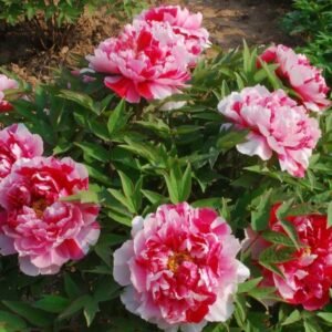 "Shima-Nishiki" large flower Japanese tree peony