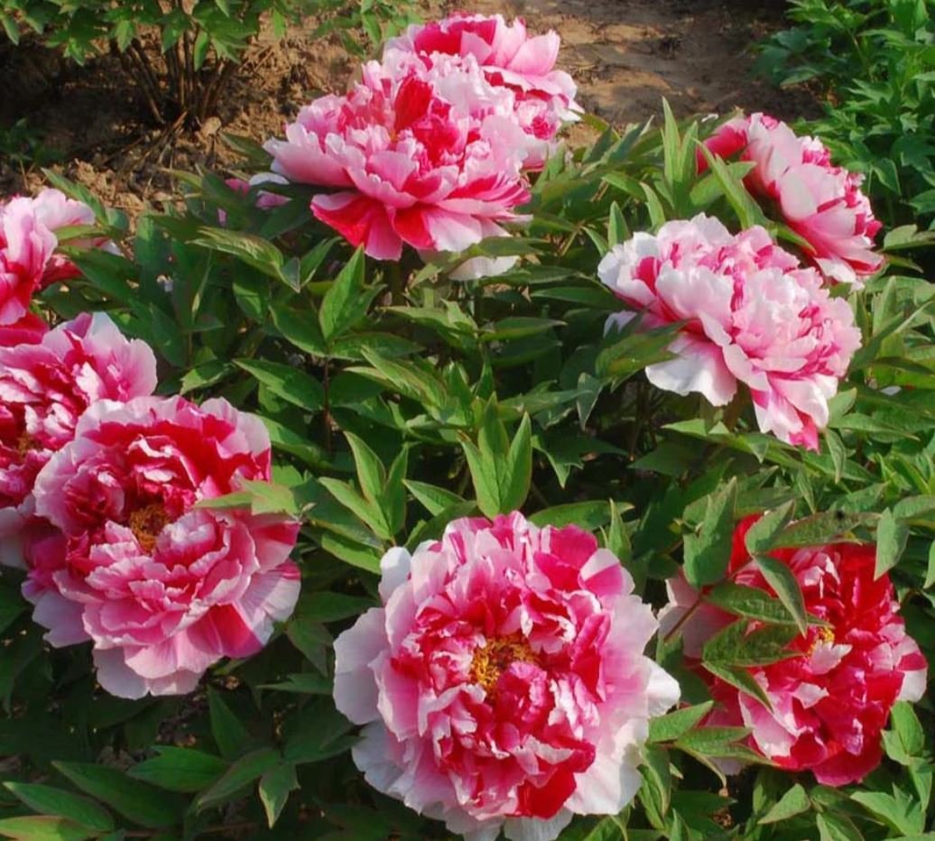 "Shima-Nishiki" large flower Japanese tree peony