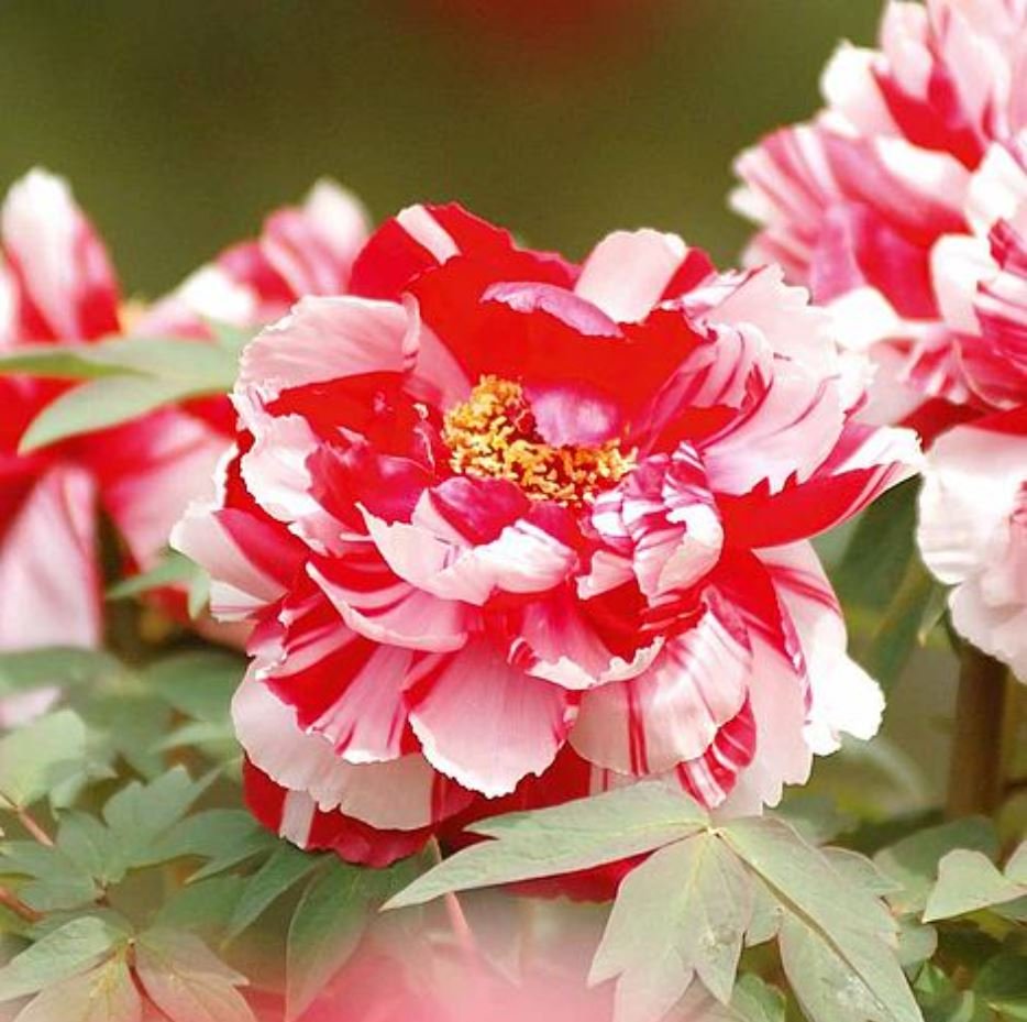 "Shima-Nishiki" large flower Japanese tree peony - Image 4