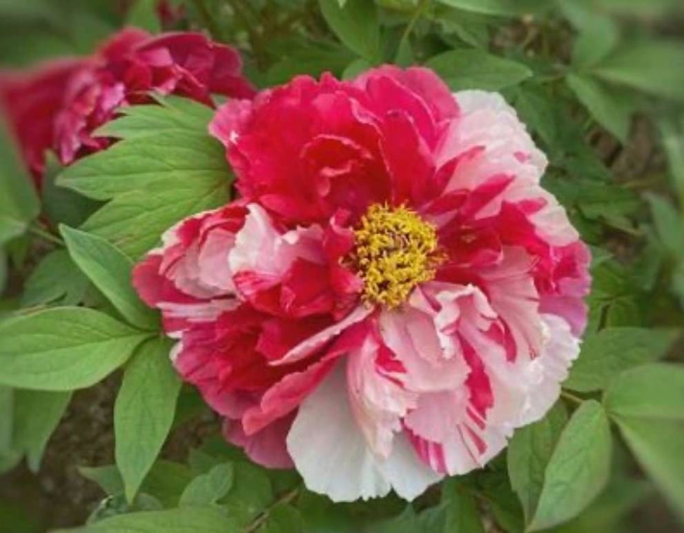"Shima-Nishiki" large flower Japanese tree peony - Image 3