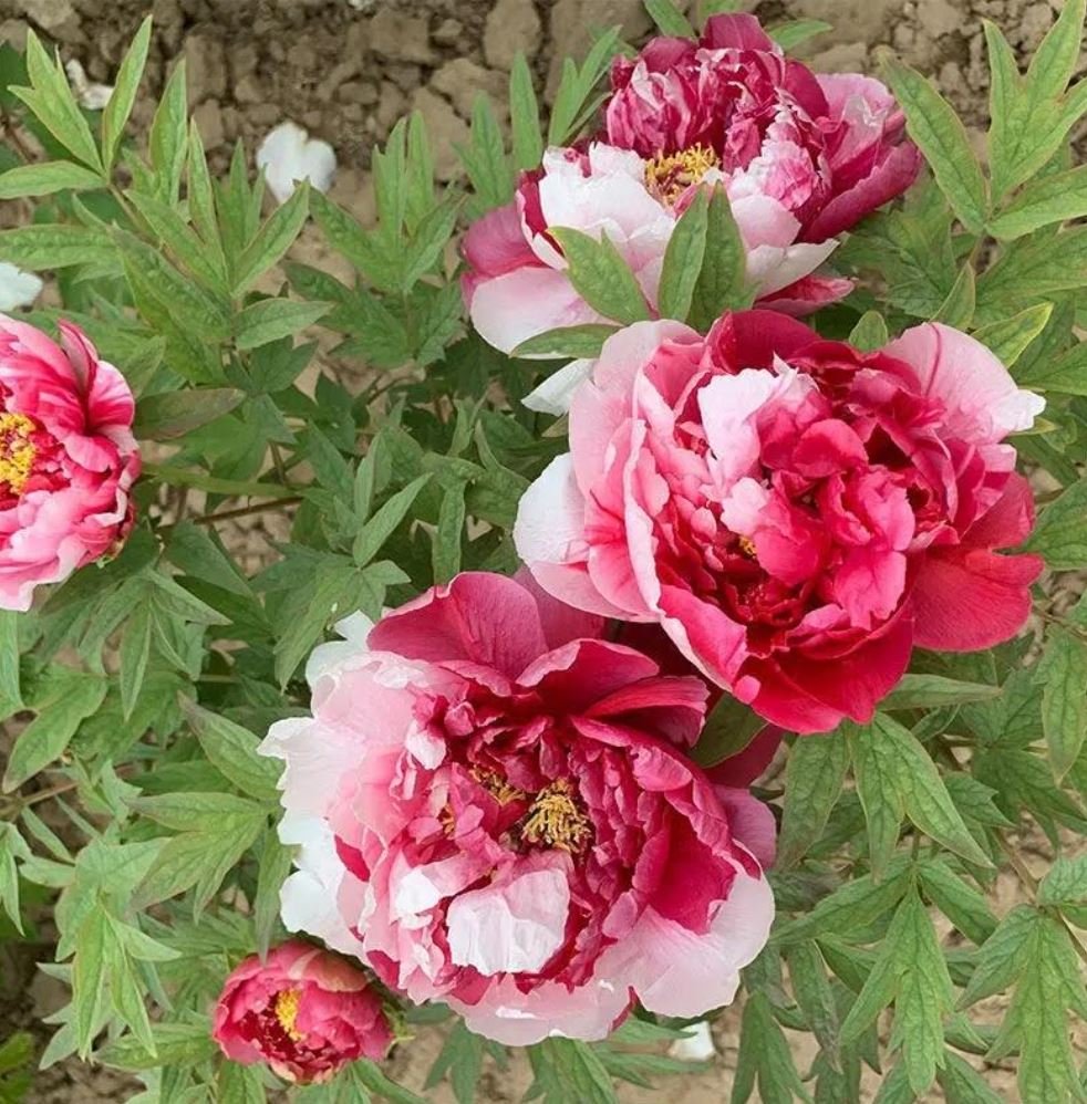 "Shima-Nishiki" large flower Japanese tree peony - Image 2