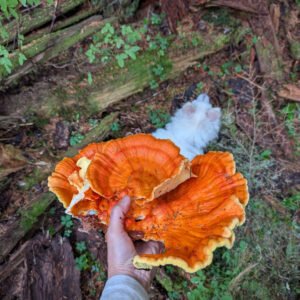 Free Chicken of the Woods mushroom spore vials