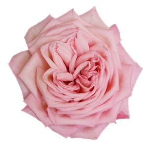 Rosa's Amazing Tea Rose Garden Rose (12 Stems)