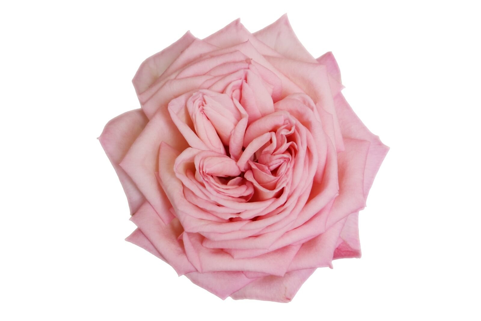Rosa's Amazing Tea Rose Garden Rose (12 Stems)