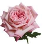 Rosa's Amazing Tea Rose Garden Rose (12 Stems) - Image 3
