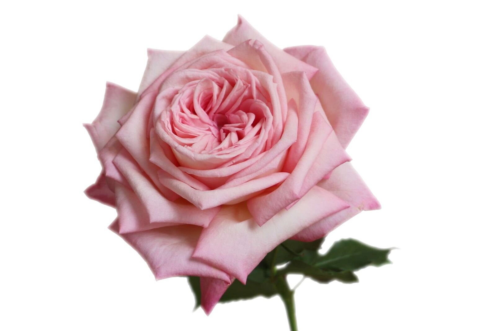 Rosa's Amazing Tea Rose Garden Rose (12 Stems) - Image 4