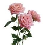 Rosa's Amazing Tea Rose Garden Rose (12 Stems) - Image 5