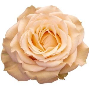Sahara Sensation Garden Rose (12 Stems)