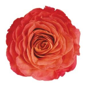 Sunset Garden Rose (12 Stems)