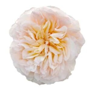 Tie-Dye Garden Rose (12 Stems)