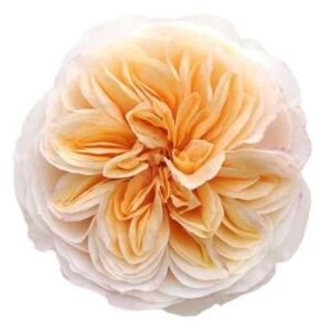 Tip-Top! Garden Rose (12 Stems)