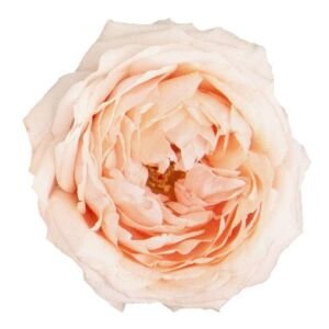 Tsumugi Ulala Garden Rose (12 Stems)