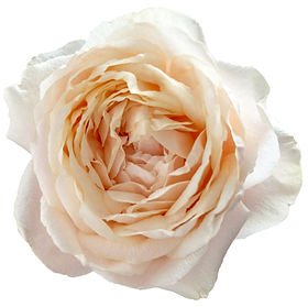 Tsumugi Ulala Garden Rose (12 Stems)