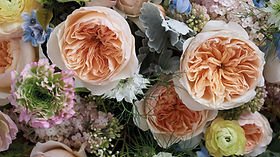 Juliet Garden Rose (12 Stems) - Image 2