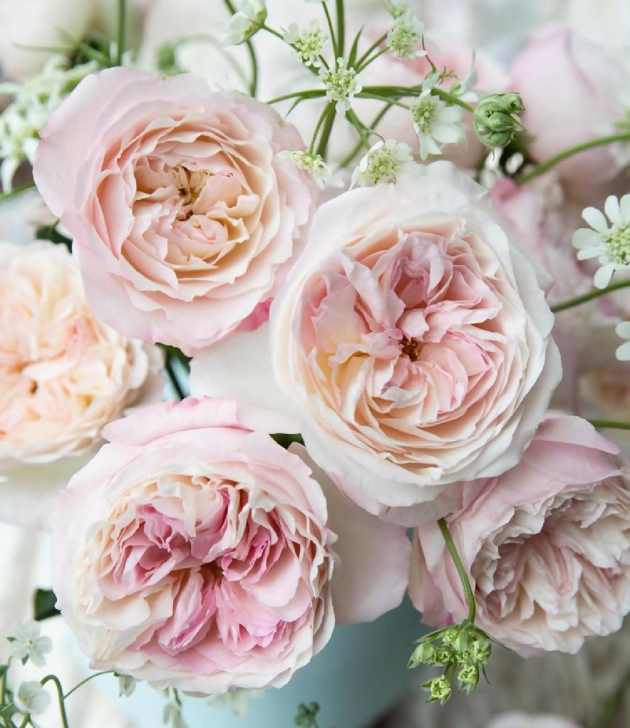 Mixed 96 stems (8 dozens) of David Austin Roses - Juliet Constance Keira Beatrice Miranda Edith Effie Eugenie Millicent Hettie etc - Image 4