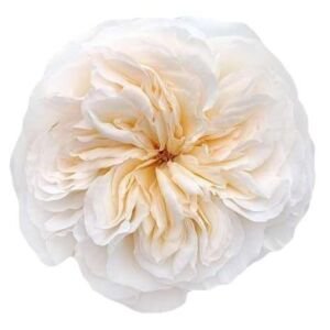 Vicky Gardens! Garden Rose (12 Stems)