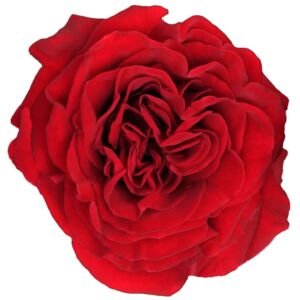 Wanted Garden Rose (12 Stems)