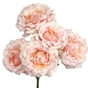 Wedding Rosever Spr Garden Rose (12 Stems)