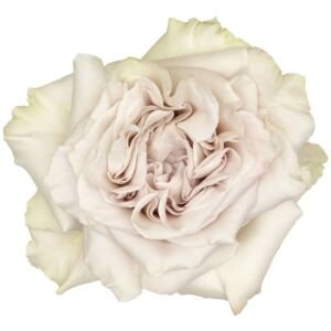 Westminster Abbey Garden Rose (12 Stems)