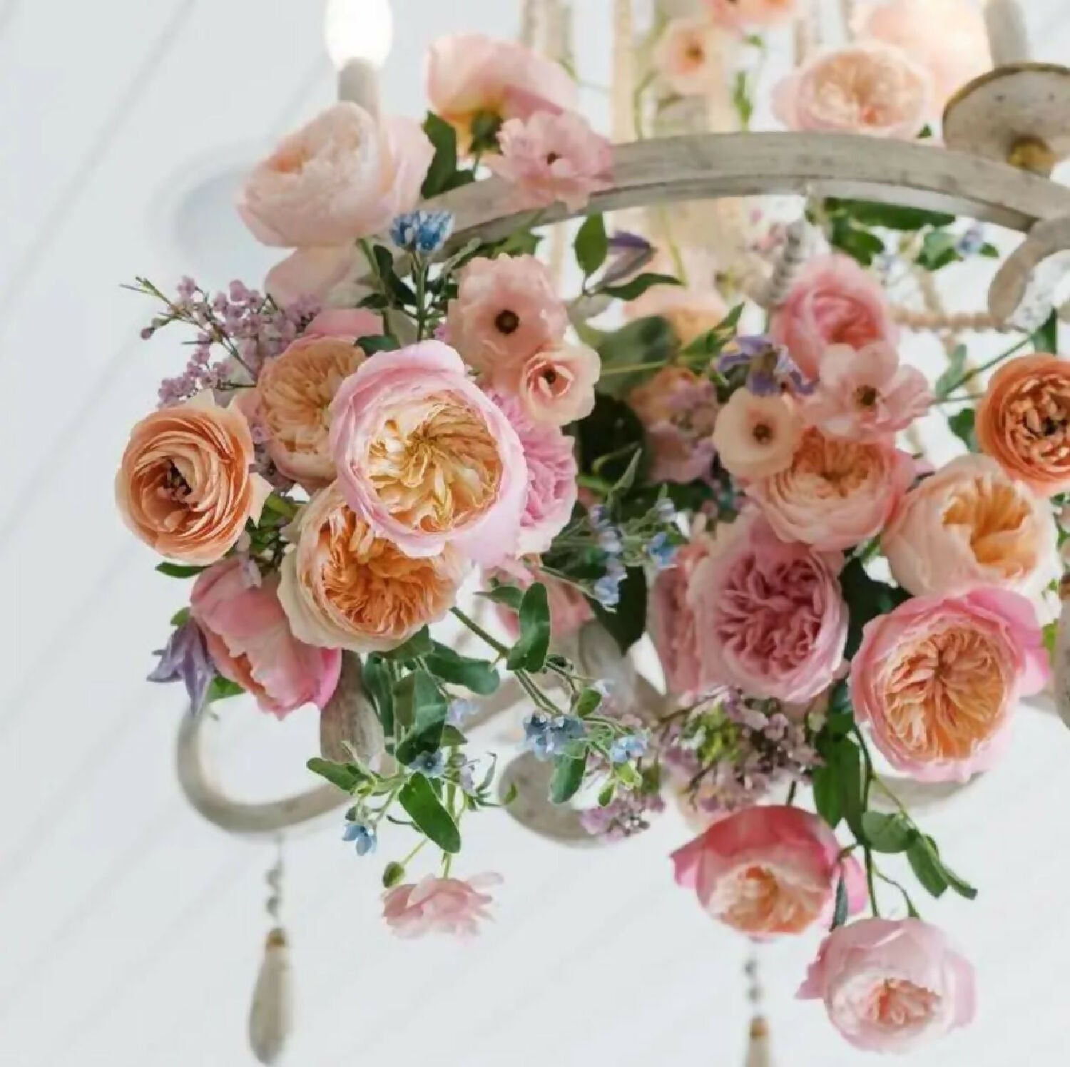 96 stems (8 dozens) of mixed David Austin Roses - Juliet (Ausjameson) Constance Keira Beatrice Miranda (Ausimmon) Edith Effie Eugenie Millicent Hettie etc - Image 2