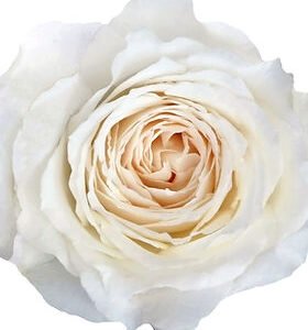 Princess Miyuki Garden Rose (12 Stems)