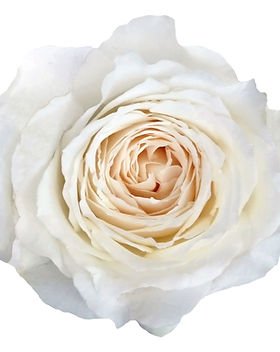 84+ rose stem mixed package – White & Cream Palette - Image 5
