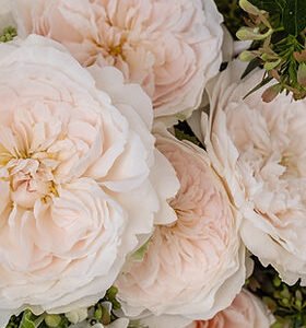 Purity Spr Garden Rose (12 Stems)