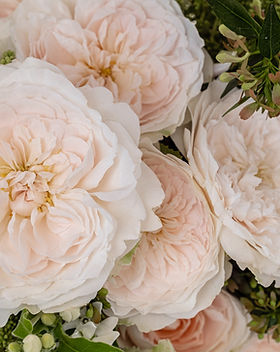 Purity Spr Garden Rose (12 Stems)