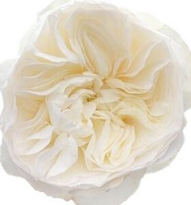 Aurora Gardens! Garden Rose (12 Stems)