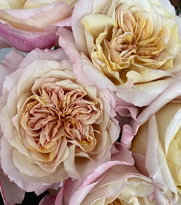 Miyabi Brown Garden Rose (12 Stems)