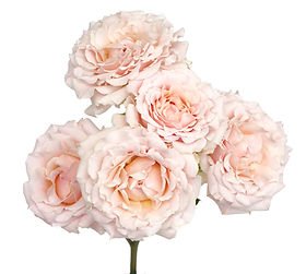 Mayra's Bridal Pink Garden Rose (12 Stems)