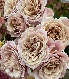 Sabrina Garden Rose (12 Stems)