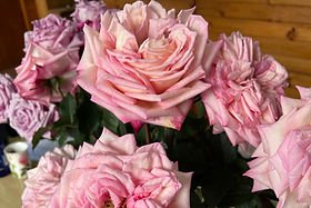 Rosa's Amazing Tea Rose Garden Rose (12 Stems)