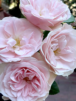 84+ rose stem mixed package – Blush & Peach Palette - Image 2