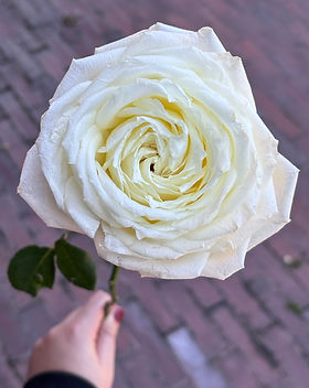 Princess Alina Garden Rose (12 Stems)