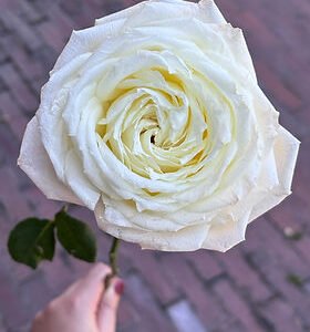 Princess Alina Garden Rose (12 Stems)