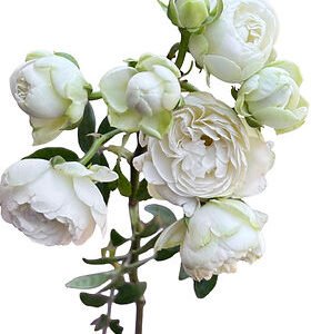 Princess Shiro Spr Garden Rose (12 Stems)