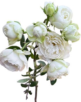 84+ rose stem mixed package – White & Cream Palette - Image 6
