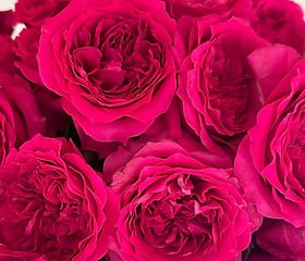 Hettie Garden Rose (12 Stems) - Image 2