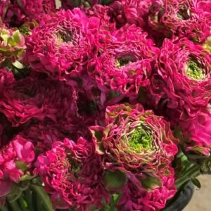 Cloni Pon Pon Aladdin ranunculus