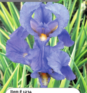 Albo Variegata Iris pallida