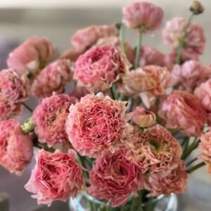 Cloni Pon Pon Alice pink & peach ranunculus