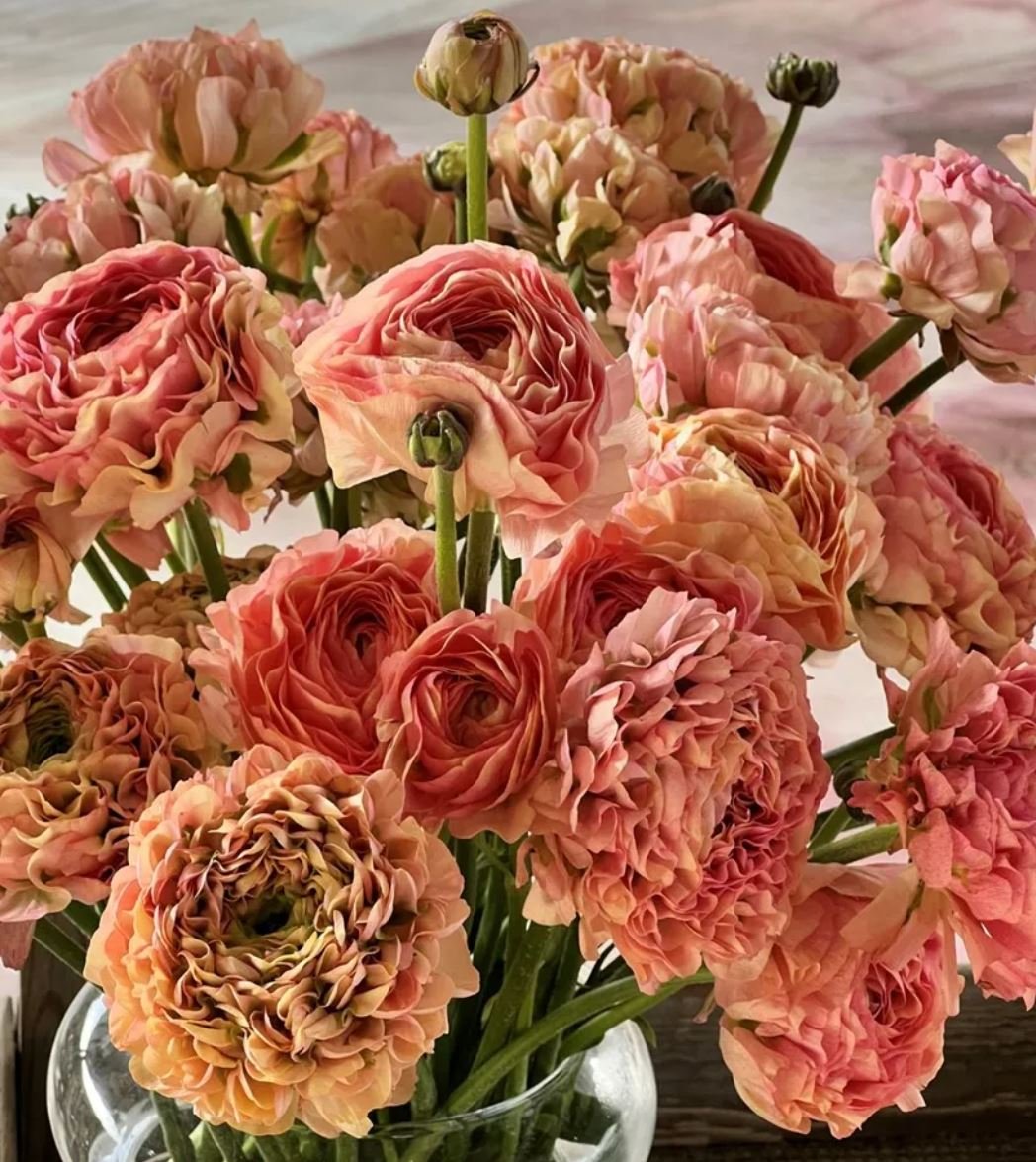 Cloni Pon Pon Alice pink & peach ranunculus - Image 2