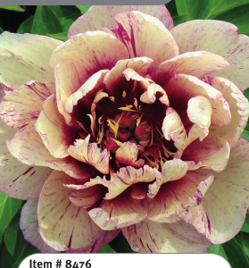 All That Jazz Itoh Peony