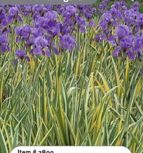 Aureo Variegata Iris pallida