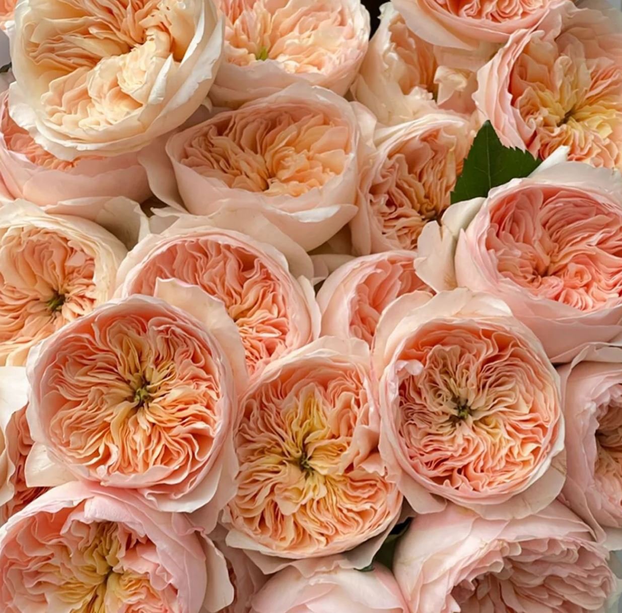 Ausjameson wedding garden rose plant large flower bush - Image 5