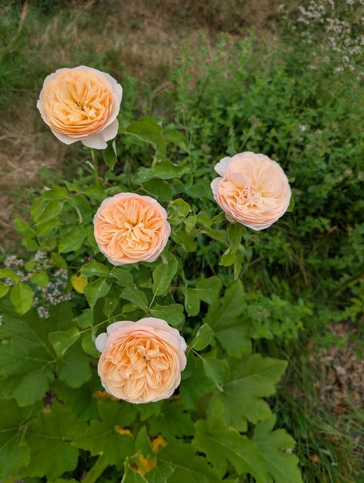 Ausjameson wedding garden rose plant large flower bush - Image 9