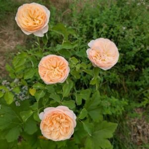 Ausjameson English wedding garden rose plant large flower bush