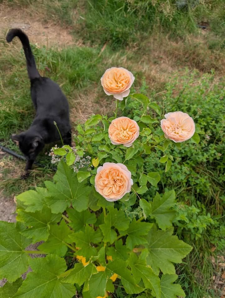 Ausjameson wedding garden rose plant large flower bush - Image 6